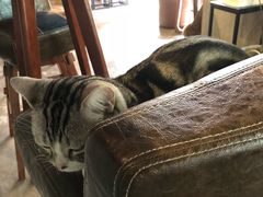 -咖法森林·咖啡  酒吧(天河店)