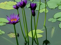 -国家植物园南园