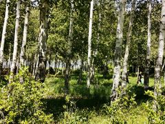 -长春市南湖公园