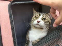 -四月宠物医院·猫专科·心脏专科·内科(转塘店)