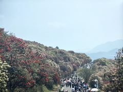 -贵州百里杜鹃风景名胜区