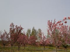 -古柏渡飞黄旅游区