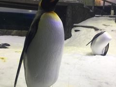 -悉尼海洋生物水族馆