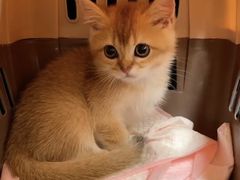 -猫十亿·布偶金渐层·曼基康矮脚猫舍(青年路店)