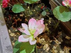 -徽镇小厨·经典徽菜(十里河店)