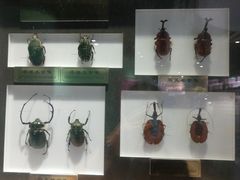 -上海昆虫博物馆