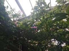 -呀路古热带植物园
