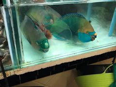 -班赞海鲜市场