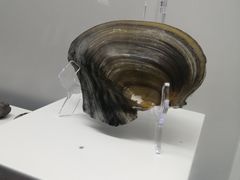 -贝壳王国博物馆