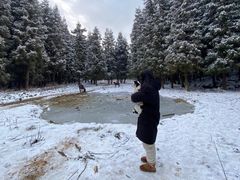 -武陵山森林公园