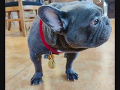 -more than meow吴止猫主题餐厅(承德 中船汇店)