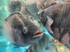 -都市阳光海鲜城(青山湖店)