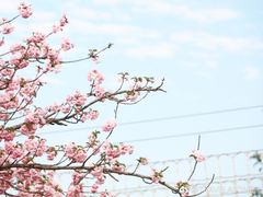 -天适樱花悠乐园