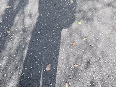 -平湖九龙山旅游度假区