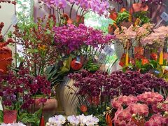 -溪岸路花鸟市场