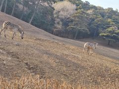 -沈阳森林动物园