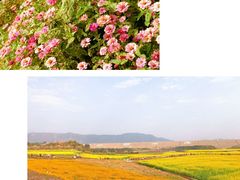 -光明小镇欢乐田园