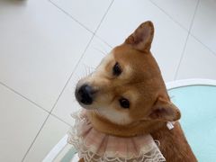 -怪兽屋·羊驼·猫咖·狗咖(俊华广场店)
