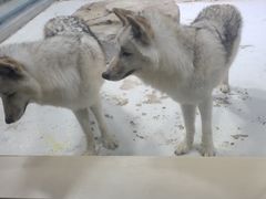 -海合安青岛极地海洋公园