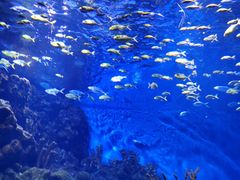 -海合安武汉极地海洋公园