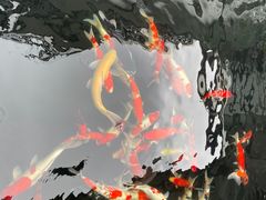 -华庭苑农家乐(旺山店)