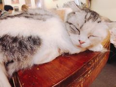 -猫色咖啡·猫咖