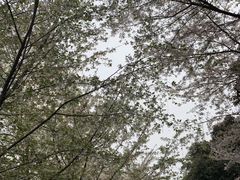 -武汉大学-樱园