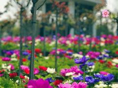 景点-上海鲜花港
