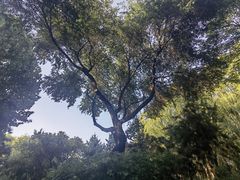 -大望京公园