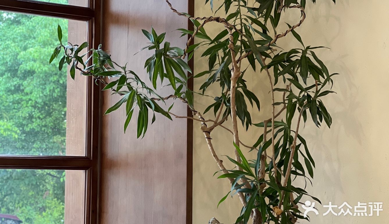 南阳探店下午茶 树下沐屋 超出片的旋转楼梯