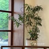 南阳探店下午茶 树下沐屋 超出片的旋转楼梯