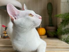 -创凡宠物医院·骨专科  猫科中心(西乡分院)