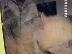 -申普宠物医院·心脏介入·心血管微创(总院)