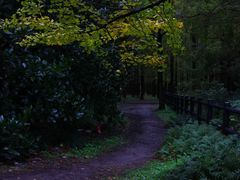 -上海共青森林公园