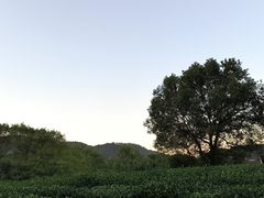 -中国茶叶博物馆(双峰馆区)