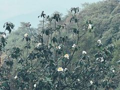 -缙云山景区