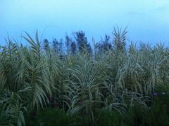 -呈贡滇池生态湿地公园