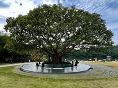 -深圳仙湖植物园