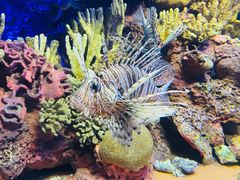 -上海海洋水族馆