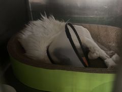 -安安宠医宠物医院·异宠·犬猫内科(岳阳分院)