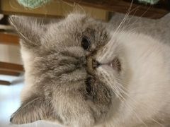 -猫色咖啡·猫咖