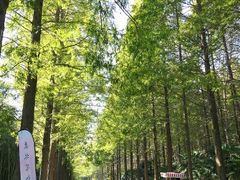 -黄海国家森林公园