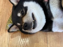 -是阿柴呀！柴犬咖啡·爱喵喵猫咖