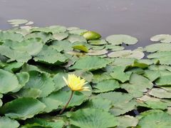 -五甲塘生态湿地公园