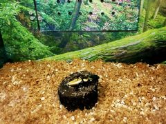 -上海大自然野生昆虫馆
