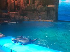 -芜湖新华联大白鲸海洋公园