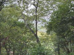 -上海佘山国家森林公园天马山园