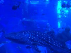 -成都浩海立方海洋公园