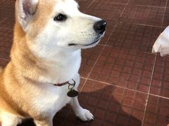 -柴犬高等学院·狗咖·柴犬售卖·宠物训练