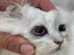 -嘉馨宠物医院·CT影像转诊·心脏科·犬猫全科诊疗中心(下沙大学城院区)